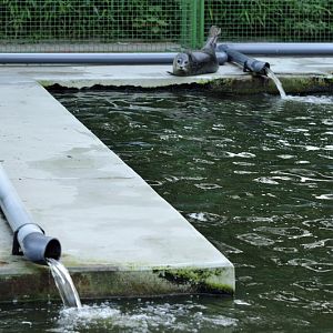 Habour-Seal in Kleve