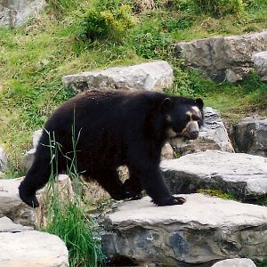 Andean Bear