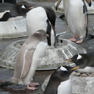Gentoo penguins nesting - late March 2008