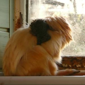 Golden lion tamarin with baby pygmy marmoset