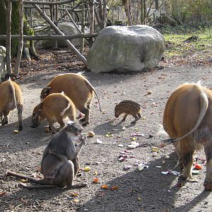 Mangabeys and Red River hogs