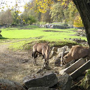 Africa Savannah with oryx
