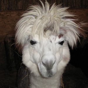 Alpaca