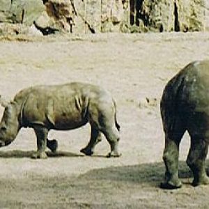 White Rhinos in Kolmarden Zoo