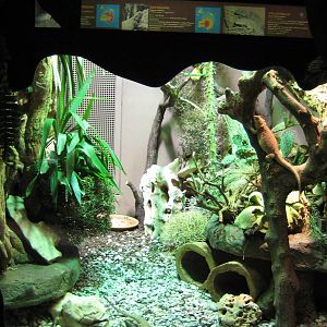 Exhibit for Bearded Agama