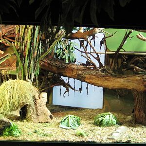 Exhibit for Rock Iguna