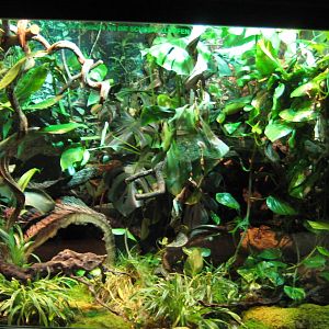 Exhibit for Black mamba