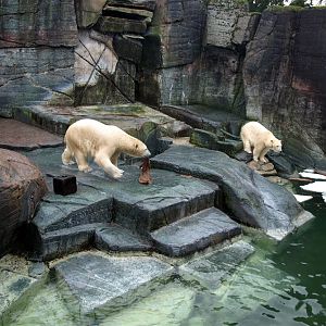 Copenhagen Zoo - Polar bears