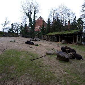 Copenhagen Zoo - Musk ox paddock