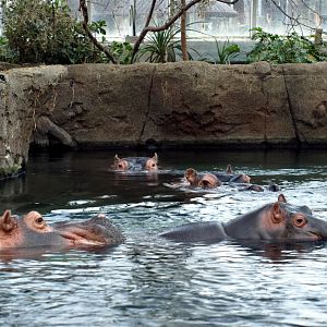 Copenhagen Zoo - Hippo group