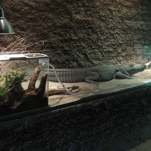 Reptilezoo Landau. Exhibit for weaver ants