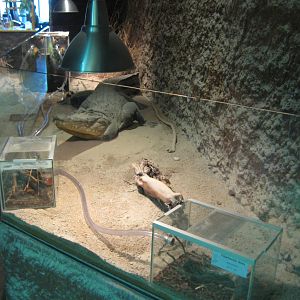 Reptilezoo Landau. Weaver Ant exhibit