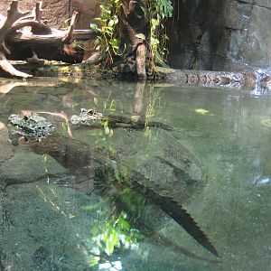 Reptilezoo Landau.African dwarf Crocodiles