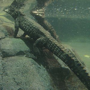 Reptilezoo Landau. Dwarf Crocs underwater