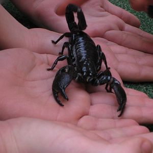 Reptilezoo Landau. Emperor Scorpion Fred.