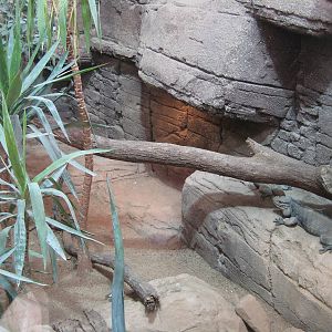 Reptilezoo landau. Rock iguana Exhibit