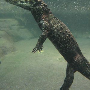 Reptilezoo Landau. Croc underwater