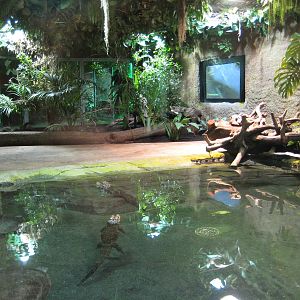 Reptilezoo Landau. Croc Exhibit