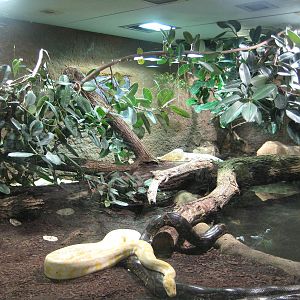Reptilezoo landau. Phyton exhibit detail