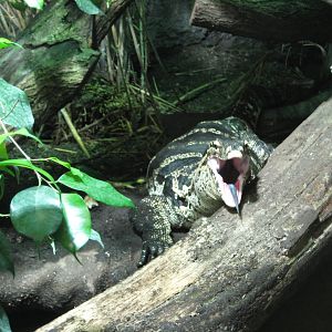 Reptilezoo Landau. tired Water monitor