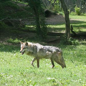 Mexican Wolf