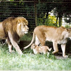 lions and tigers of glasgow zoo