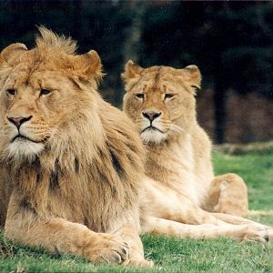 lions and tigers of glasgow zoo copyrighted p.paterson