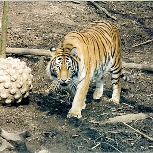lions and tigers of glasgow zoo