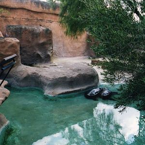 Pygmy hippo exhibit