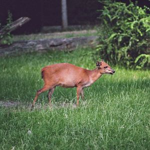 Red Duikers
