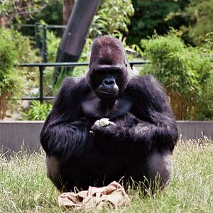 Gorilla Male Ivo