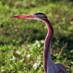 Goliath heron
