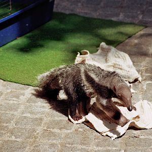 Adolpho, the anteater