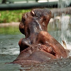 Hippo playing with water beam