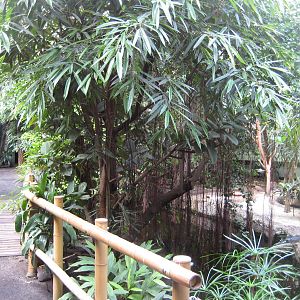 Tropical rainforest room
