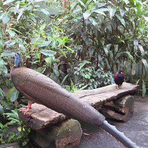 Great argus pheasant and Pheasant pigon