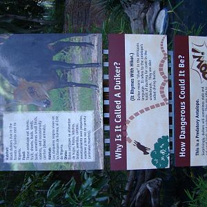 Black Duiker exhibit sign