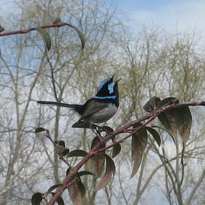 Blue Wren male vocalising