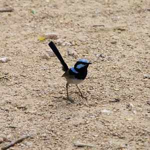 Blue Wren male