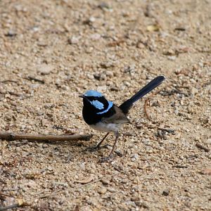 Blue Wren male