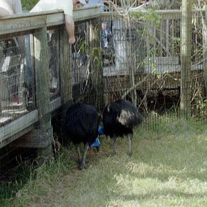 Double-wattled Cassowaries - Australasia