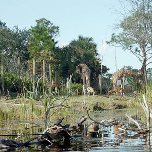 Giraffe and Impala - Expedition Africa