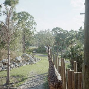 Giraffe - Expedition Africa