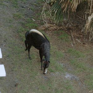 Yellow-backed Duiker - Expedition Africa