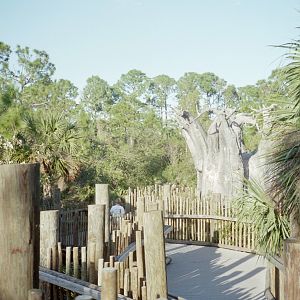 Boardwalk and Baobab - Expedition Africa