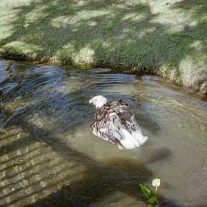 Bald Eagle Bathing - Wild Florida