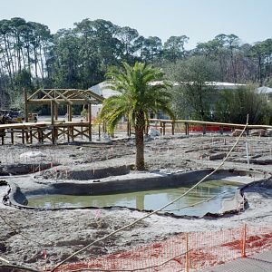 Savanna Blooms Under Construction