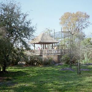 Lion Exhibit and Viewing - Plains of East Africa