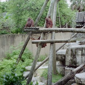 Orangutans - Primate World