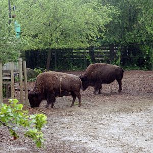 American Bison - Florida Wildlife Center